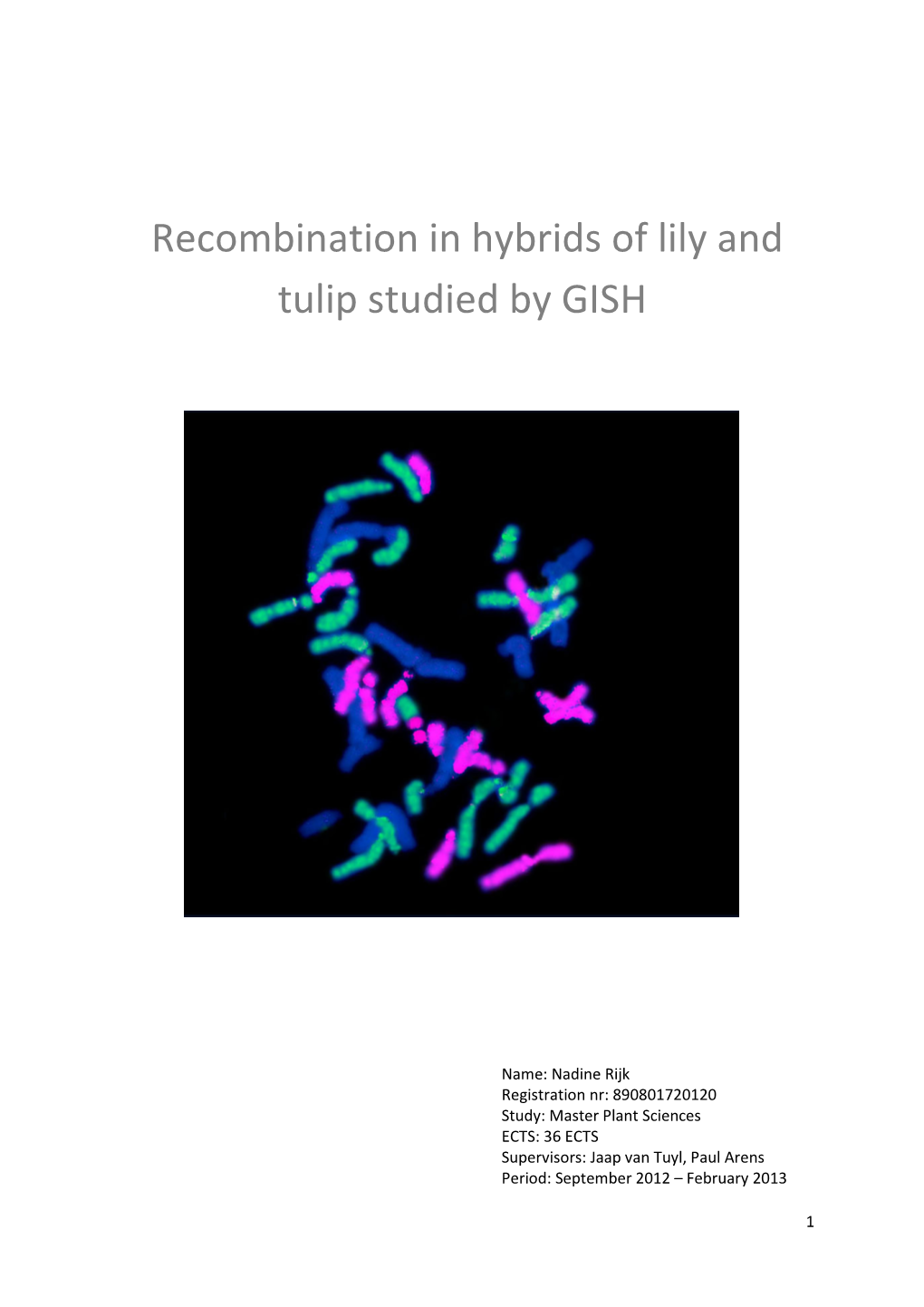 Recombination in Hybrids of Lily and Tulip Studied by GISH