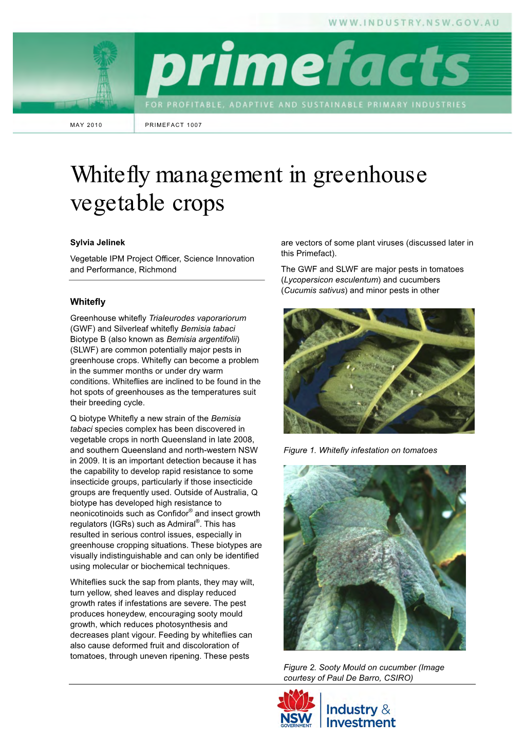 Whitefly Management in Greenhouse Vegetable Crops