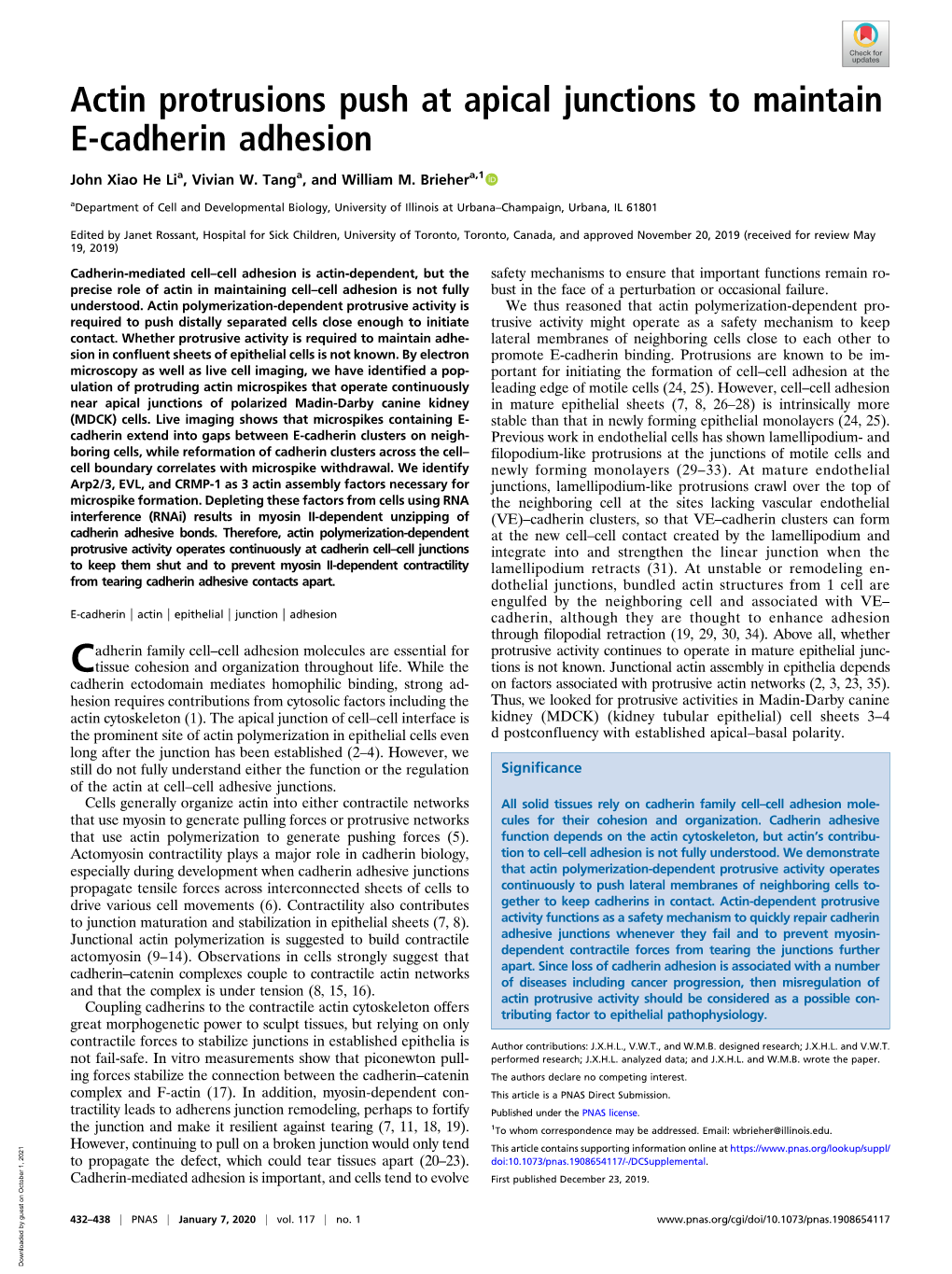 Actin Protrusions Push at Apical Junctions to Maintain E-Cadherin Adhesion