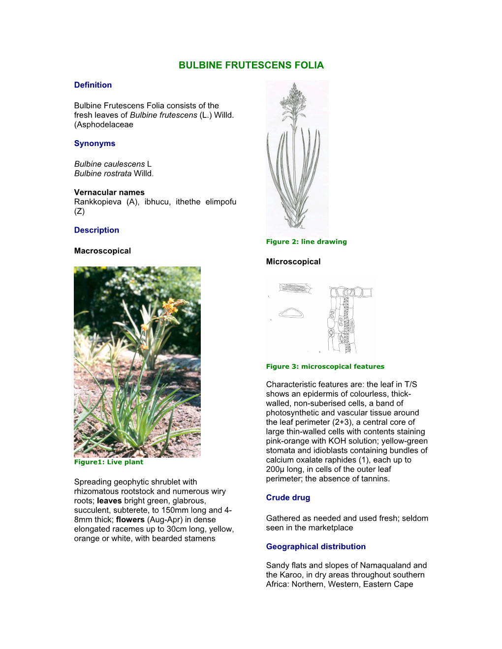 Bulbine Frutescens Folia