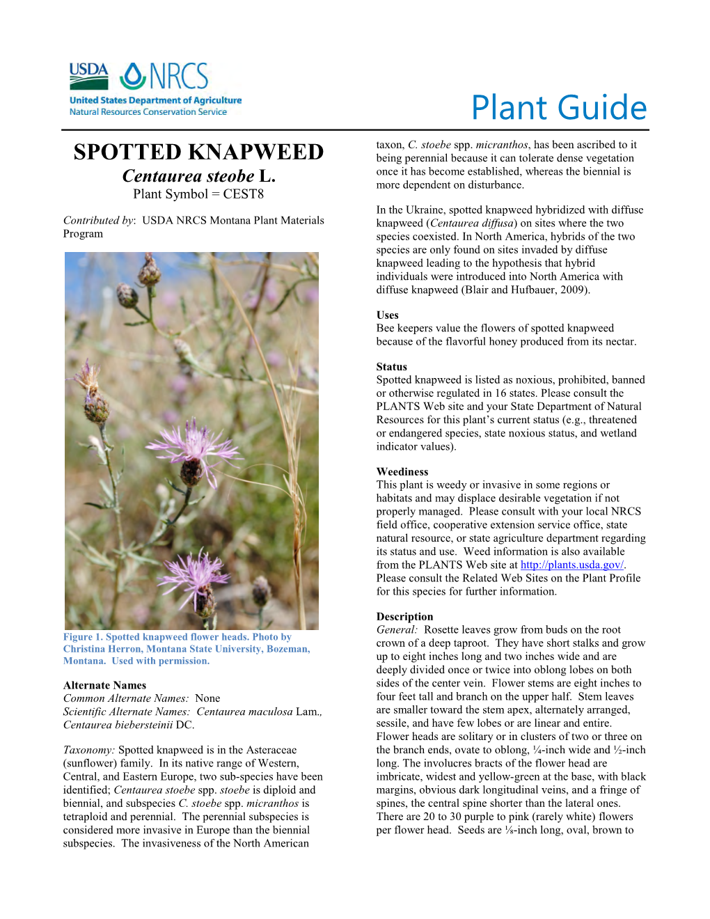 Spotted Knapweed (Centaurea Steobe) Plant Guide