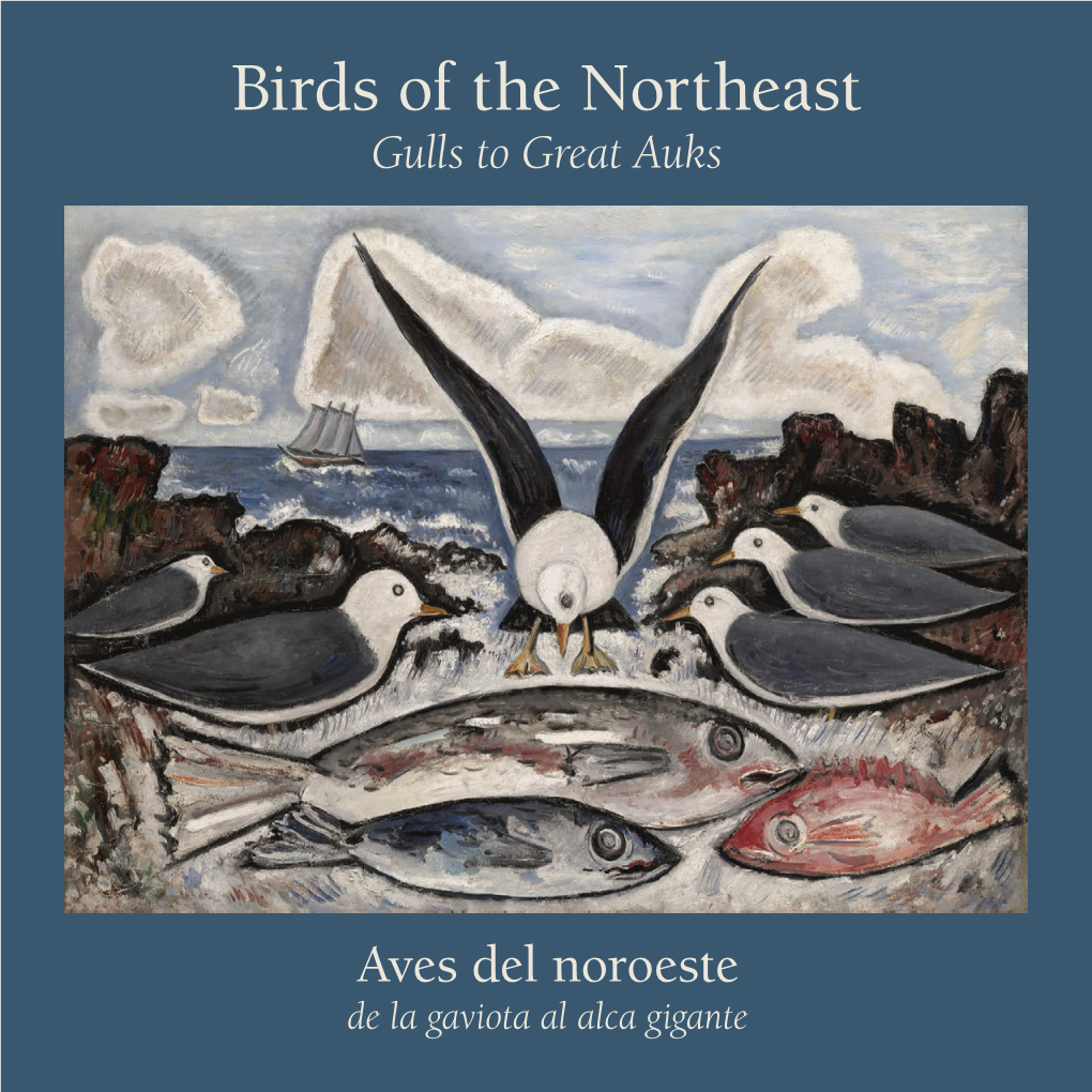 Birds of the Northeast Gulls to Great Auks