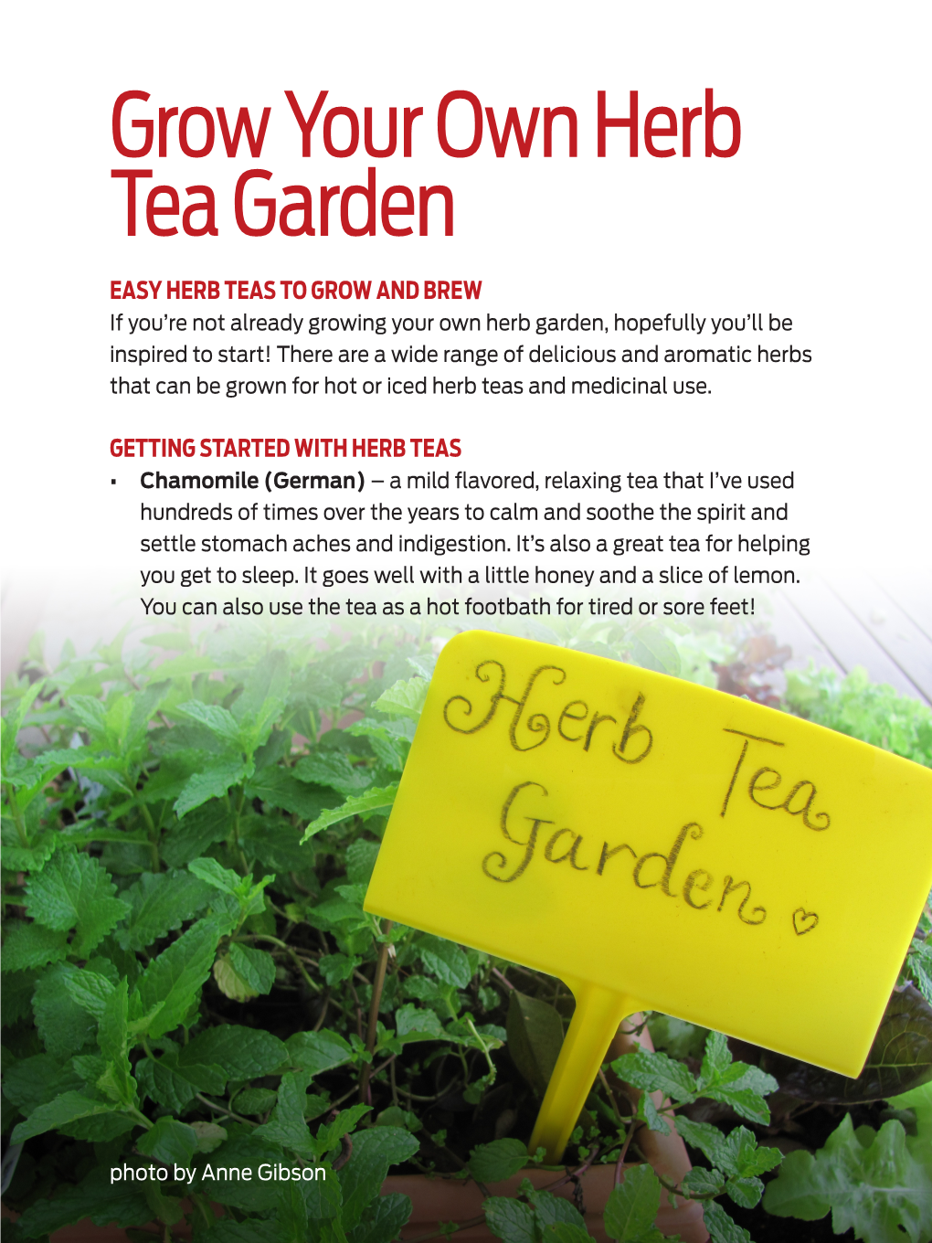 Grow Your Own Herb Tea Garden