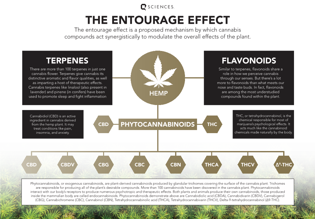 THE ENTOURAGE EFFECT the Entourage Effect Is a Proposed Mechanism by Which Cannabis Compounds Act Synergistically to Modulate the Overall Effects of the Plant