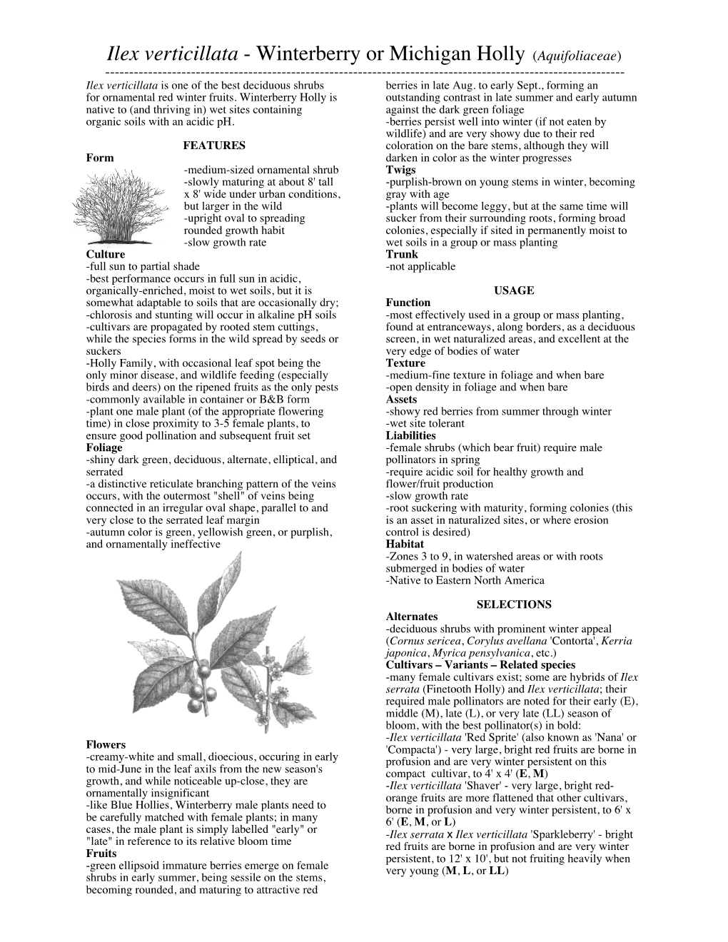 Ilex Verticillata - Winterberry Or Michigan Holly (Aquifoliaceae) ------Ilex Verticillata Is One of the Best Deciduous Shrubs Berries in Late Aug
