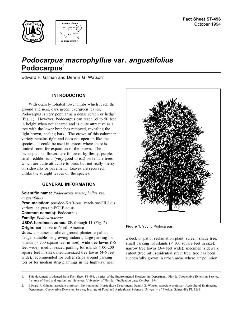 Podocarpus Macrophyllus Var. Angustifolius Podocarpus1 Edward F