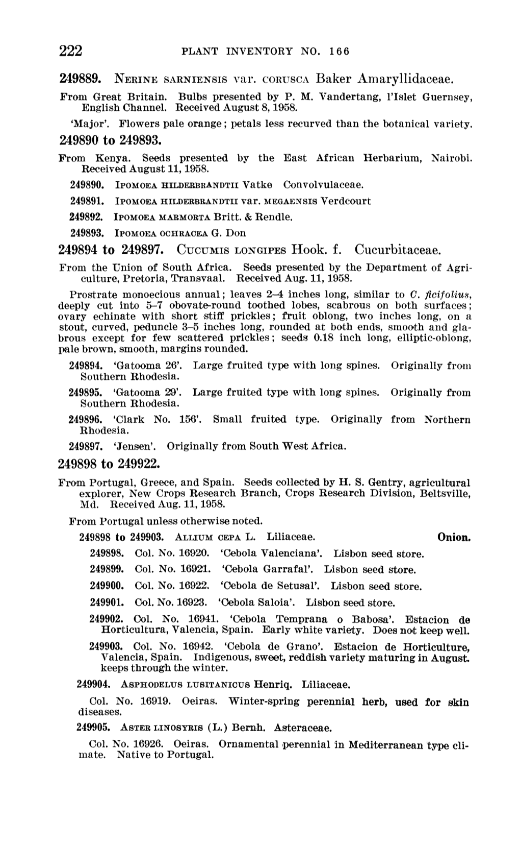 249889. NERINE SARNIENSIS Var. CORUSCA Baker Amaryllidaceae