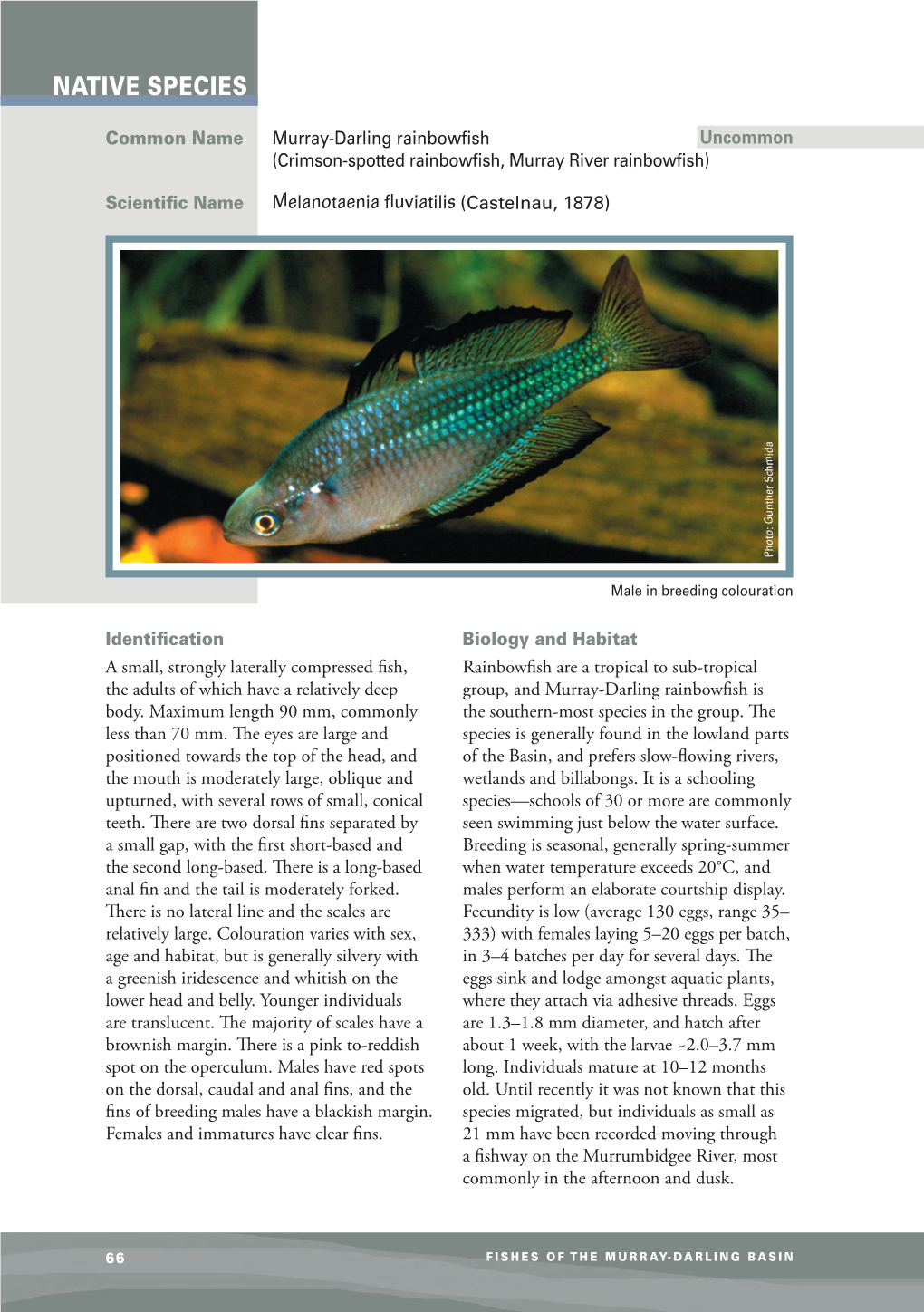 Factsheet Native Murray-Darling Rainbowfish