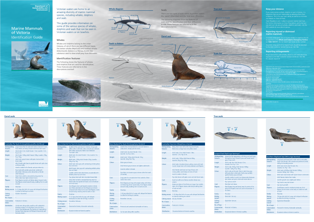 Marine Mammals of Victoria