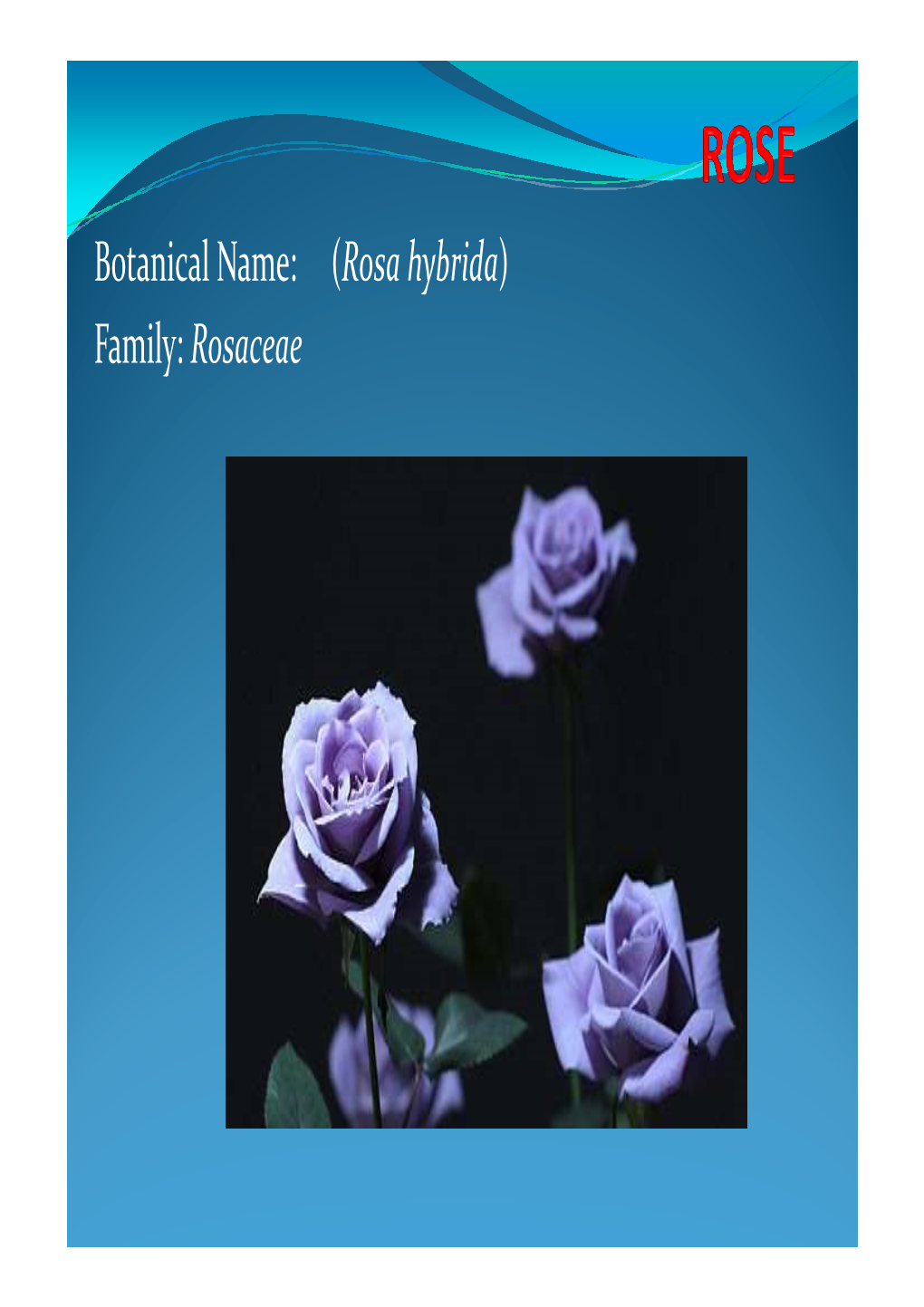Botanical Name: (Rosa Hybrida) Family: Rosaceae