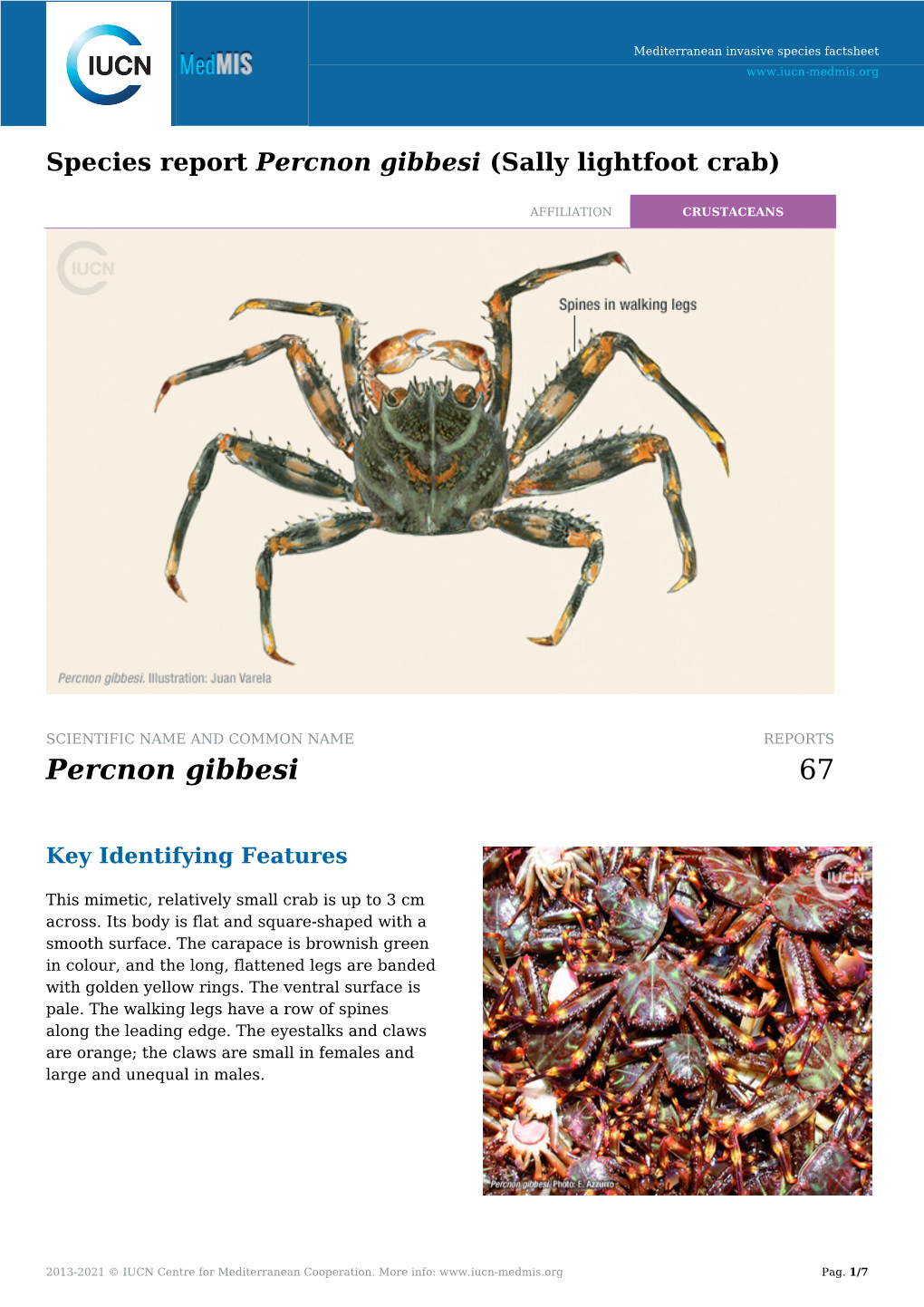 Species Report Percnon Gibbesi (Sally Lightfoot Crab)