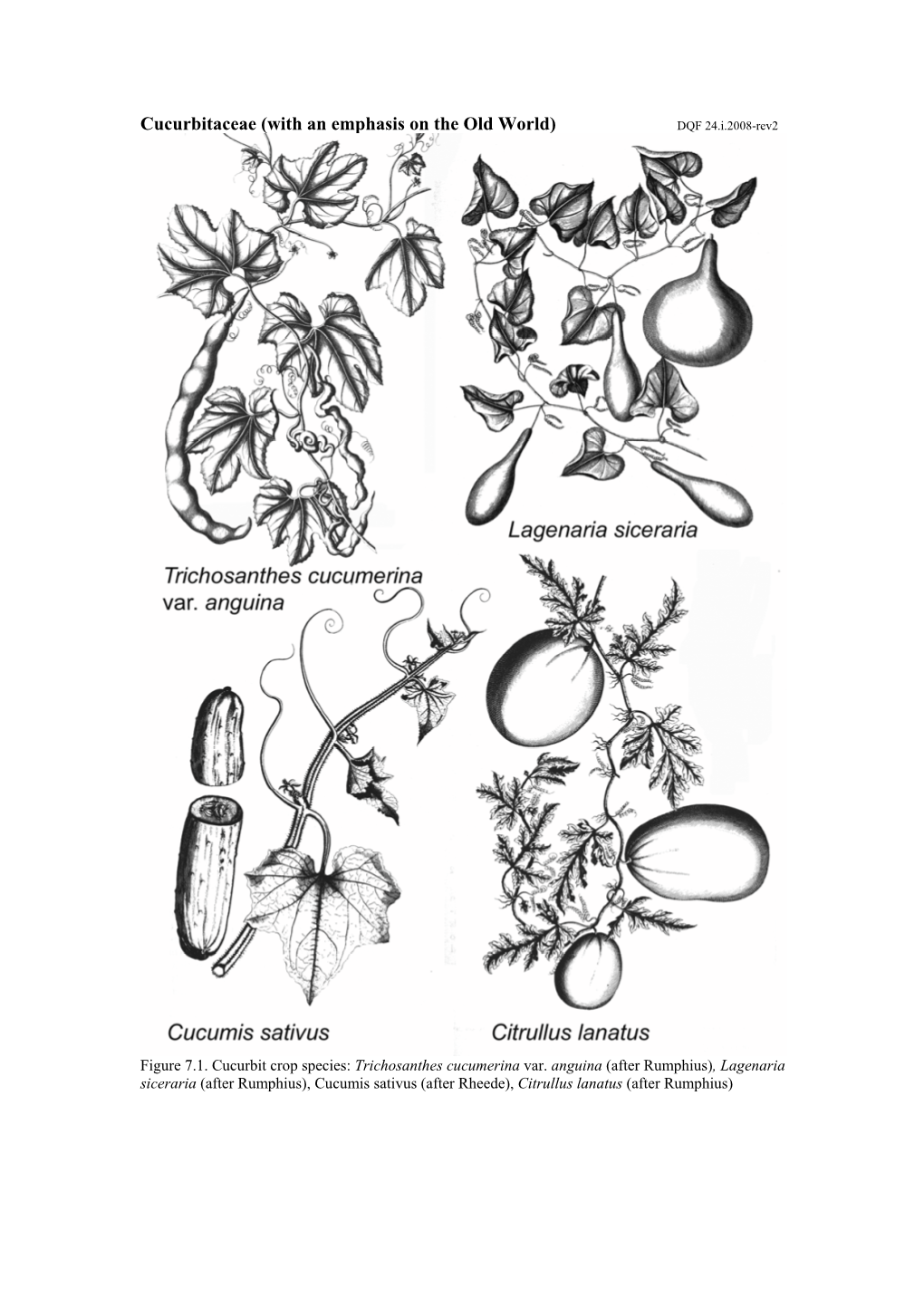 Cucurbitaceae (With an Emphasis on the Old World) DQF 24.I.2008-Rev2