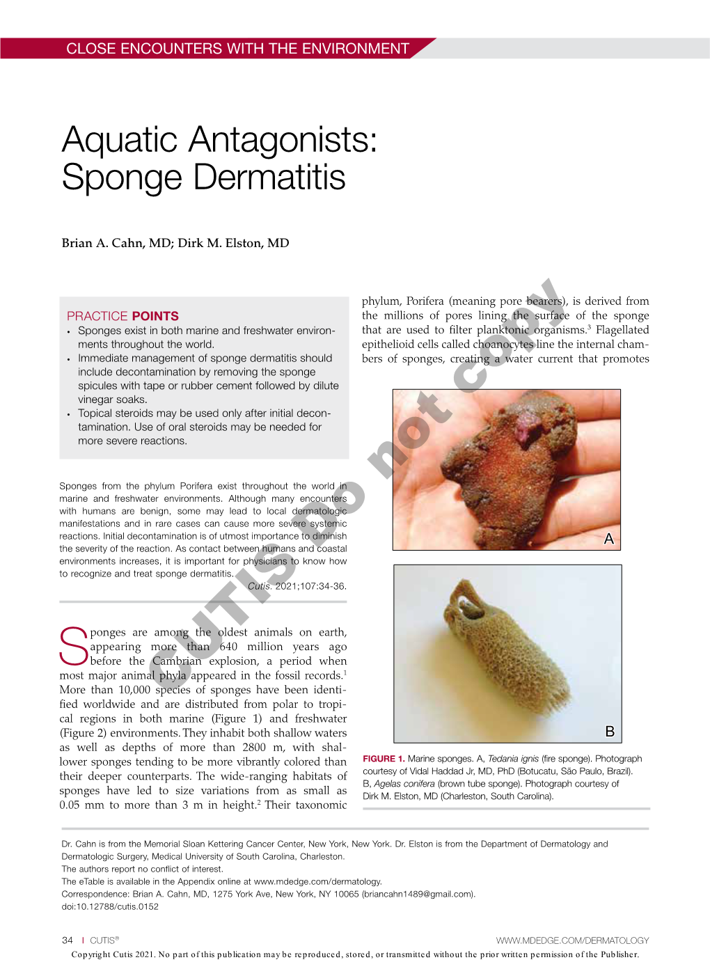 Aquatic Antagonists: Sponge Dermatitis