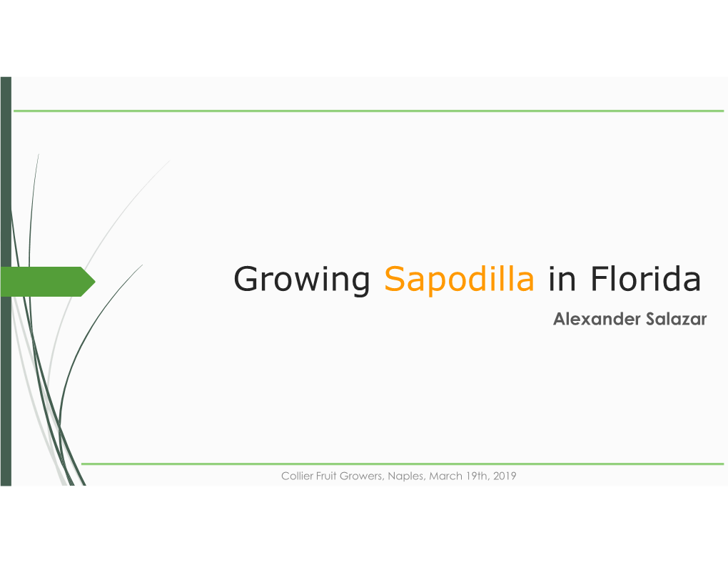 Growing Sapodilla in Florida Alexander Salazar