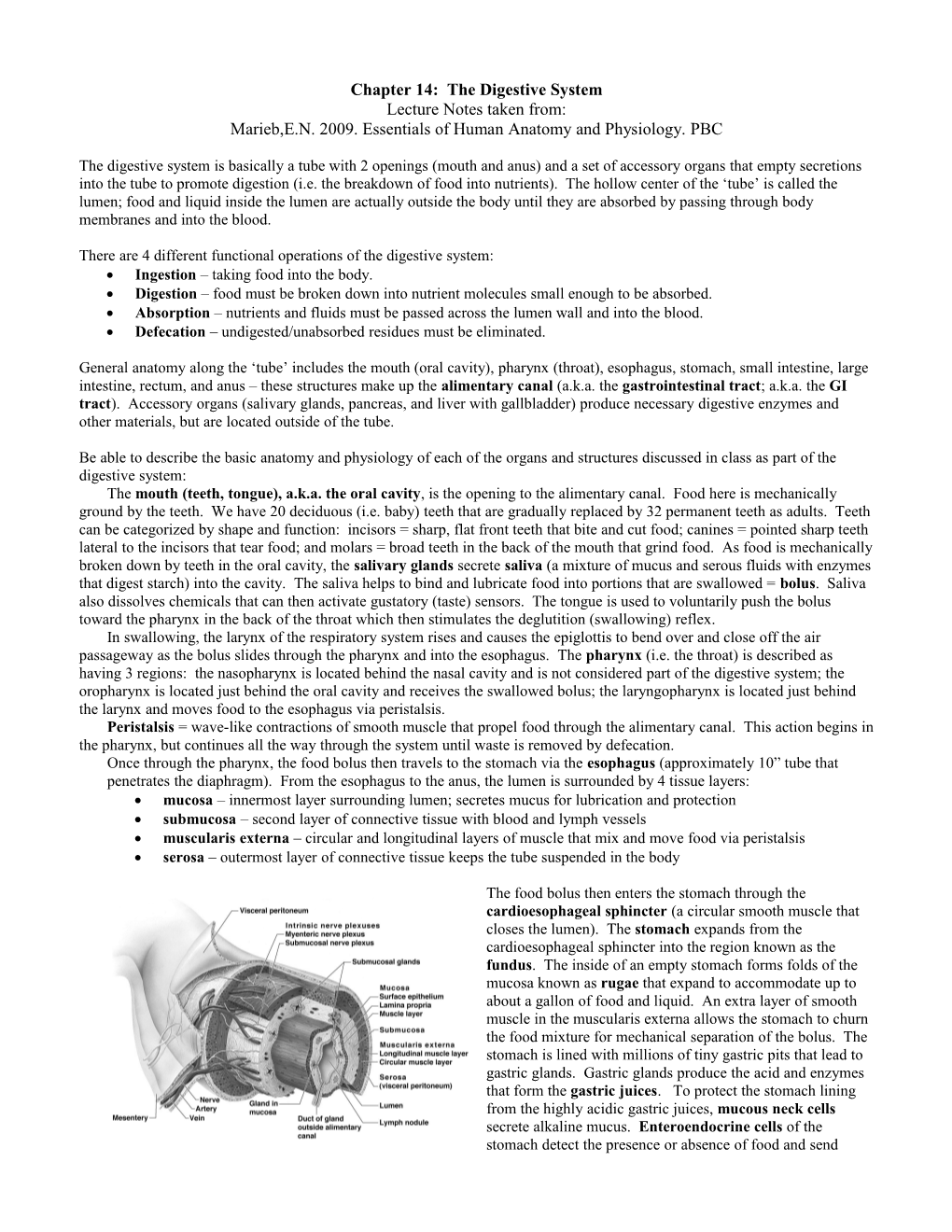 The Digestive System: General Anatomy, Physiology, and Common Disorders