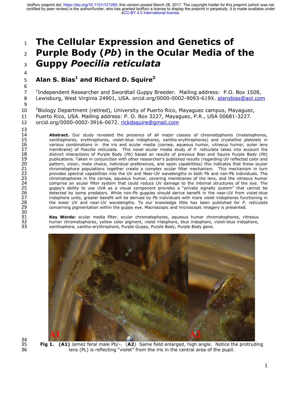 In the Ocular Media of the Guppy Poecilia Reticulata