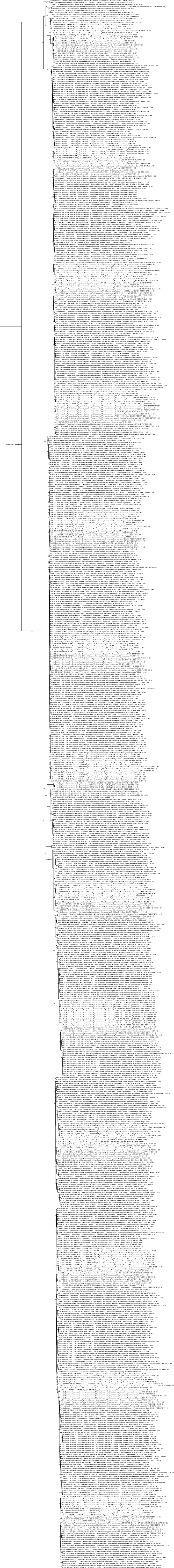 Bchn GCA 000020645.1 Asm2064v1 Protein ACF42657.1 Light-Independent Protochlorophyllide Reductase N Subunit Pelodictyon Phaeocl