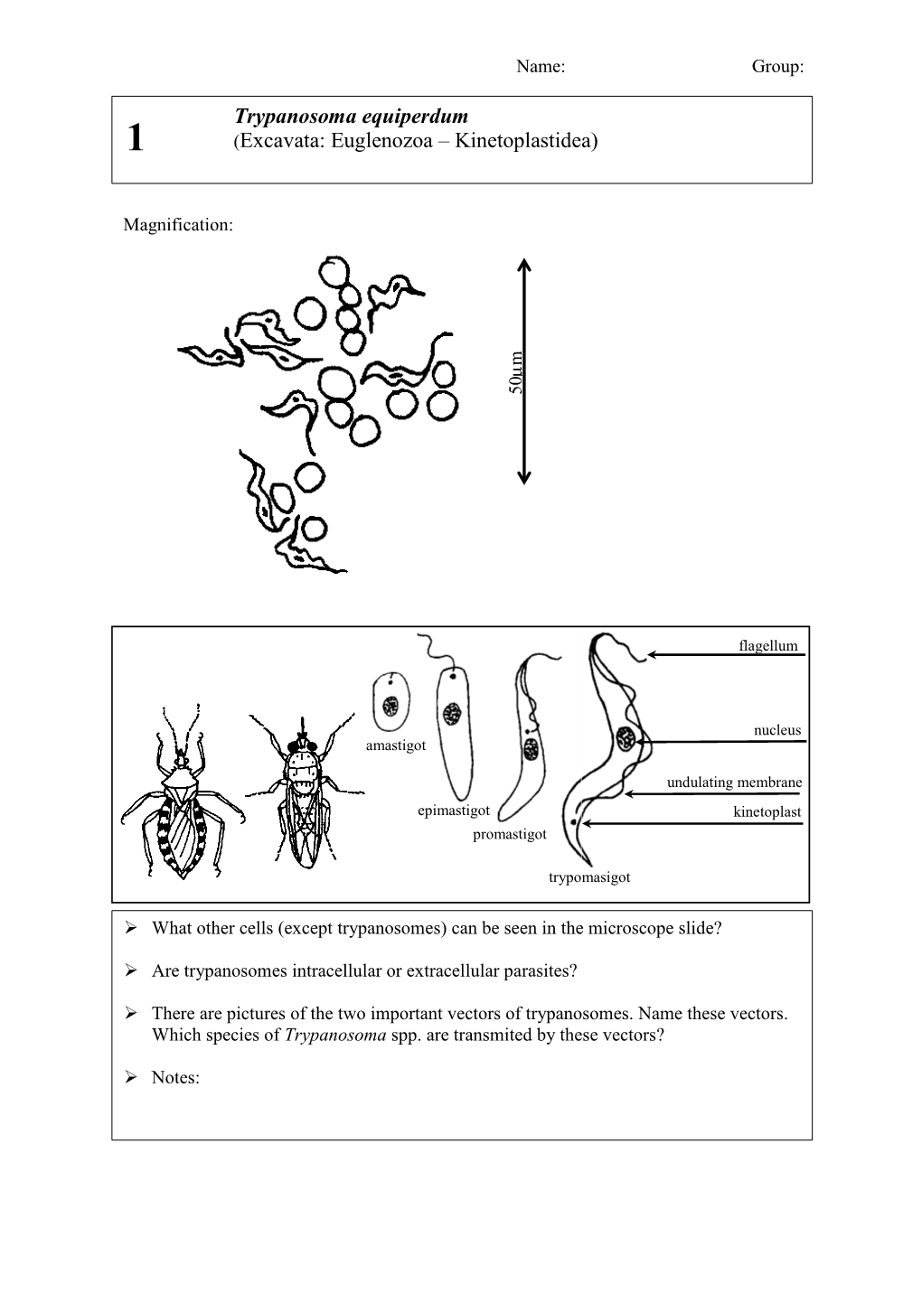 Trypanosoma Equiperdum (Excavata: Euglenozoa – Kinetoplastidea)