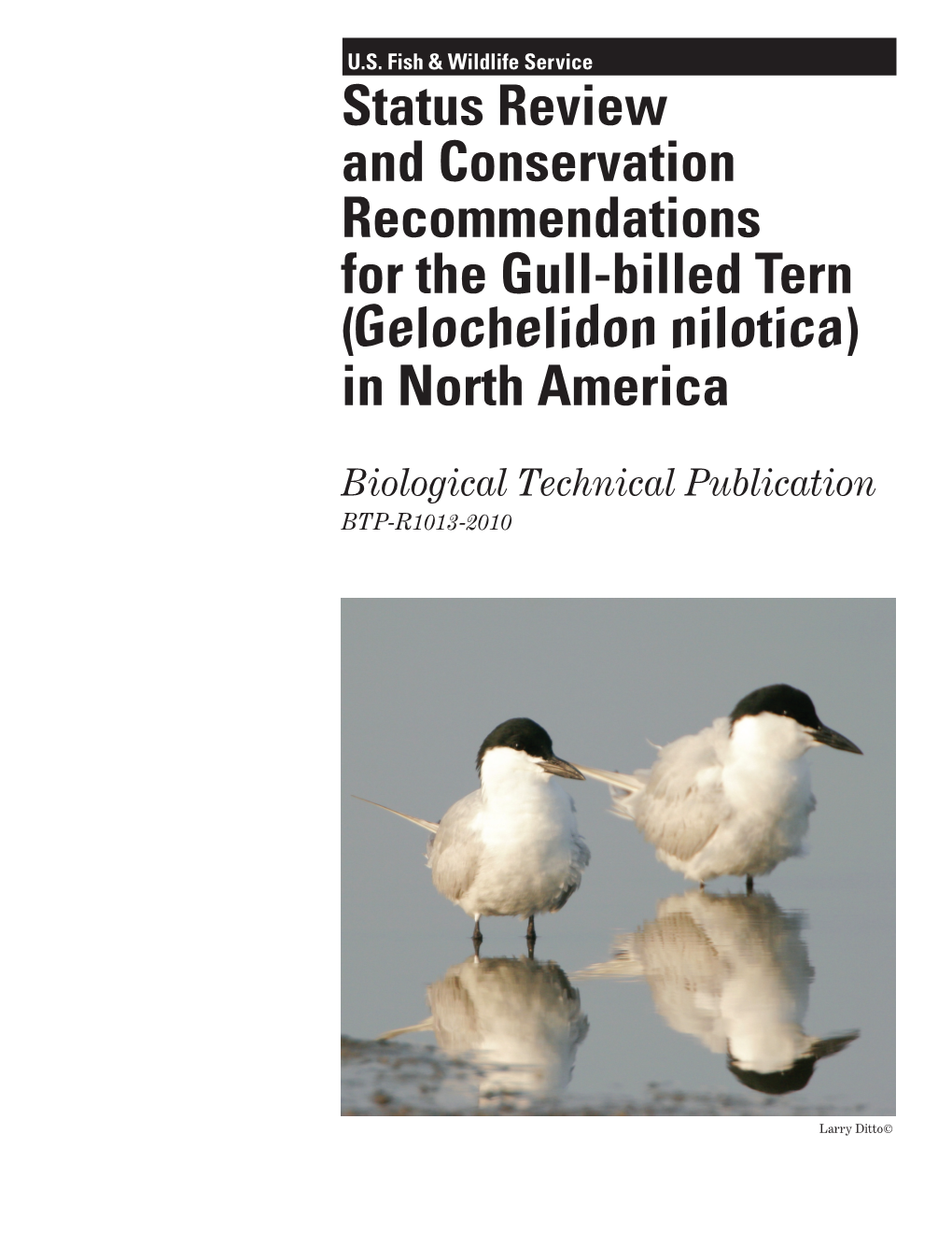 Gull-Billed Tern (Gelochelidon Nilotica) in North America