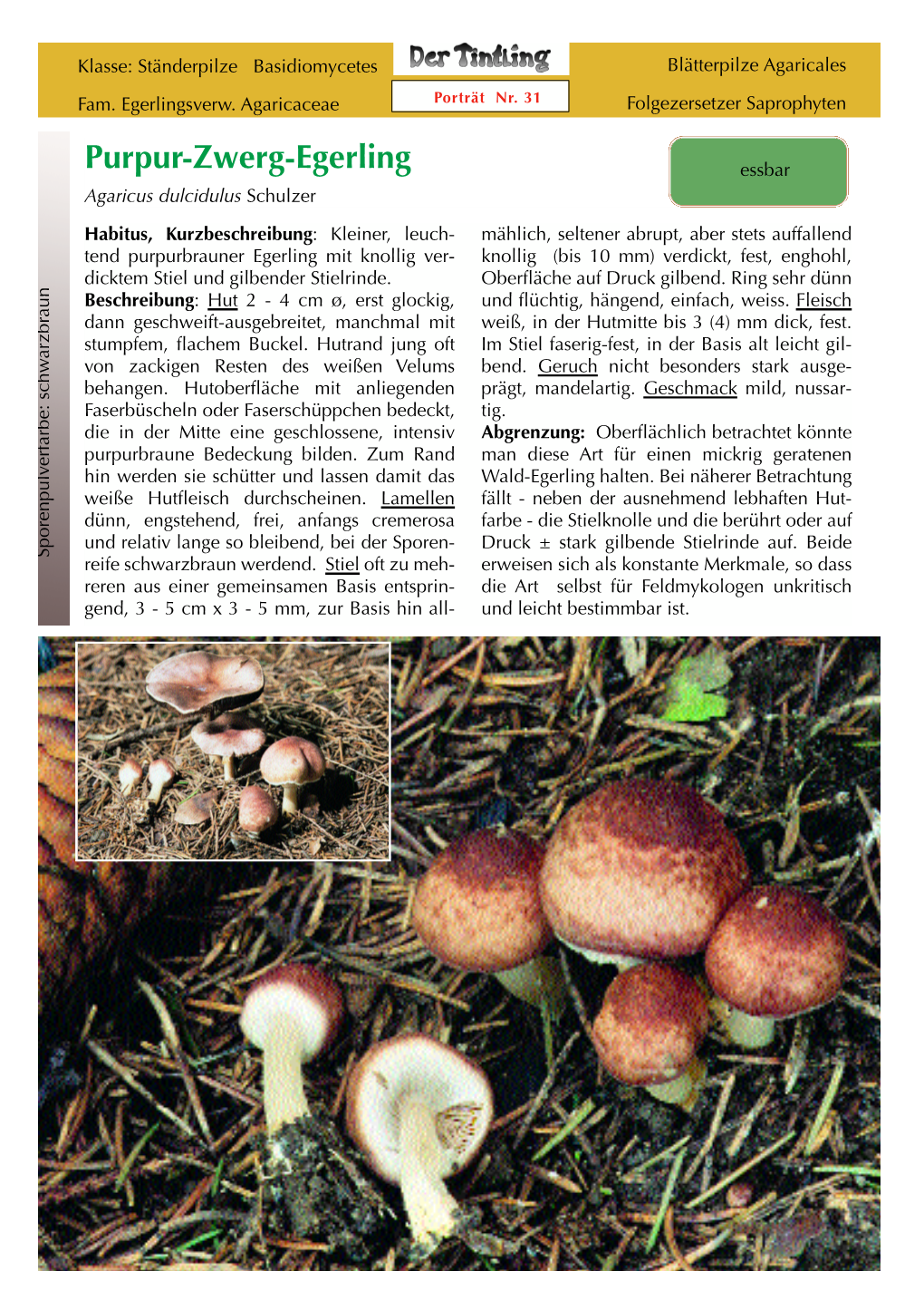 Agaricus Dulcidulus Schulzer