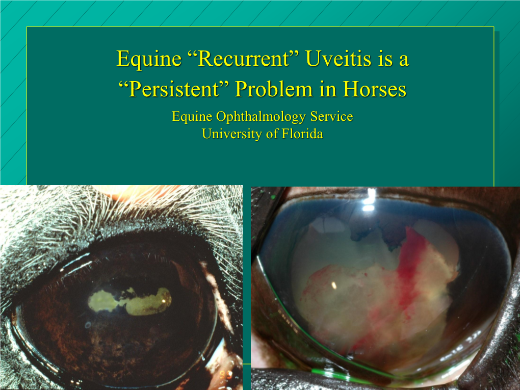 Uveitis in Horses