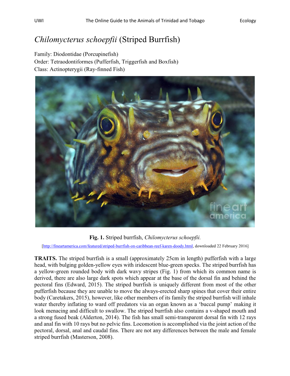 Chilomycterus Schoepfii (Striped Burrfish)