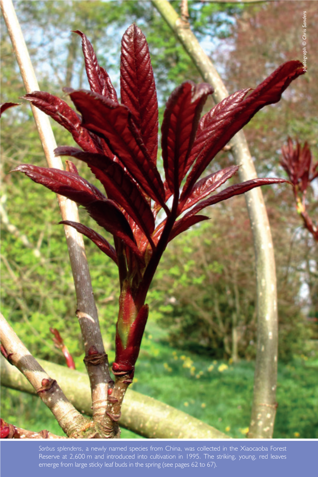 Sorbus Splendens , Anewlynamed Species Fromchina,Wascollected in the M Andintroduced Intocultivation In1995