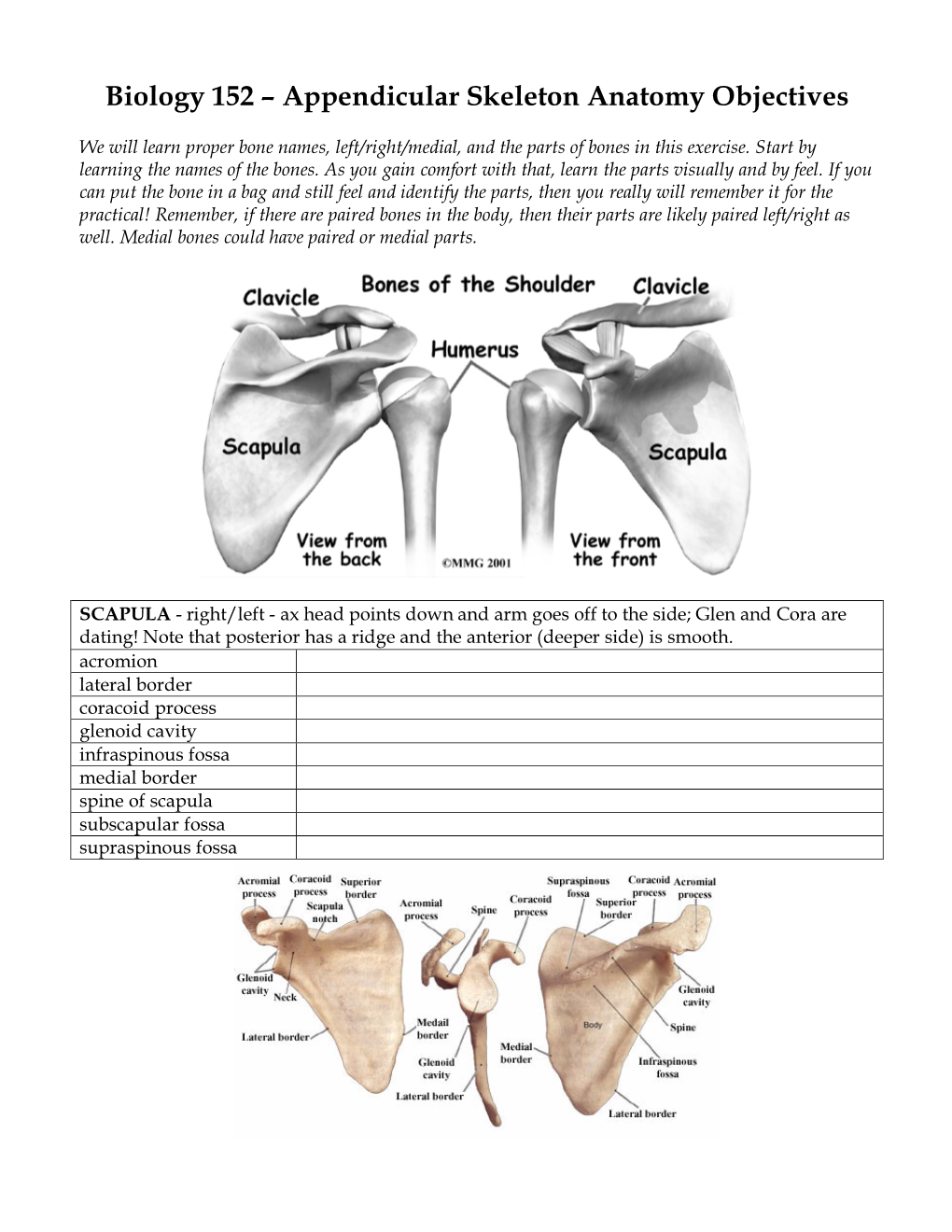 Biology 152 – Appendicular Skeleton Anatomy Objectives