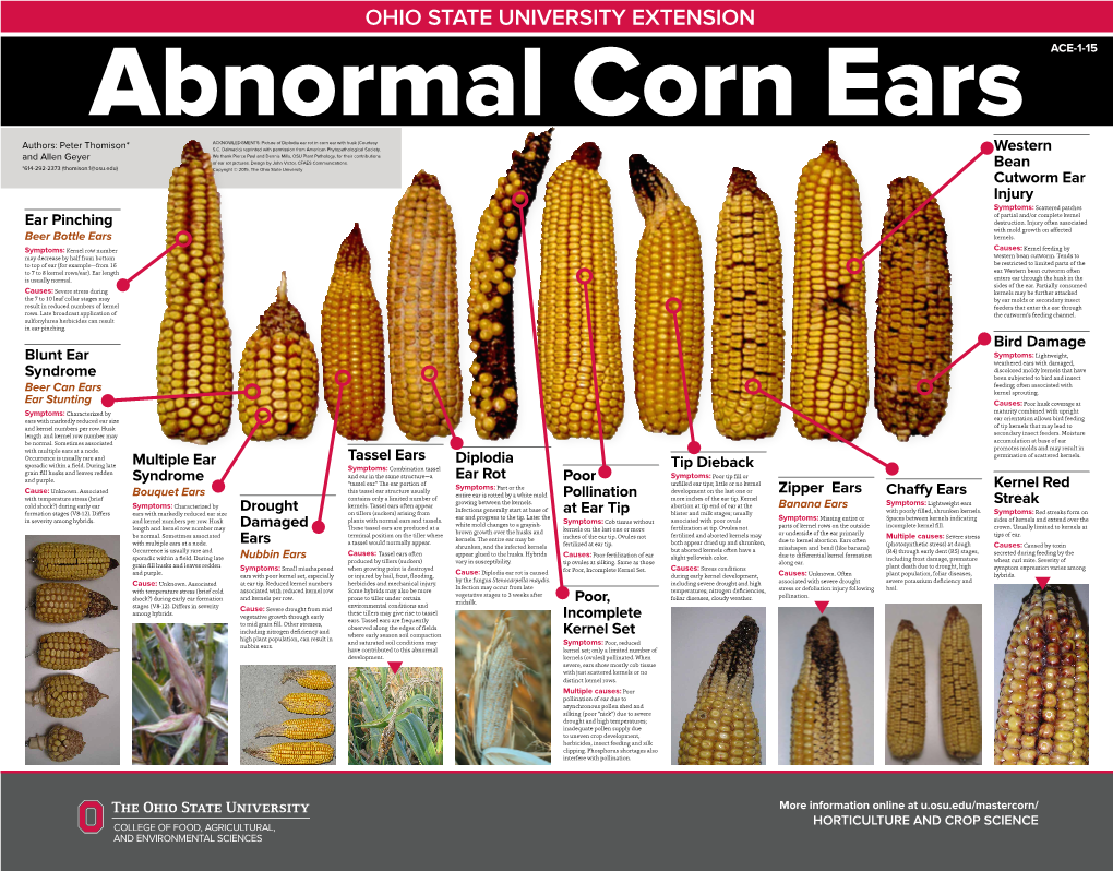 Ear Pinching Blunt Ear Syndrome Tassel Ears