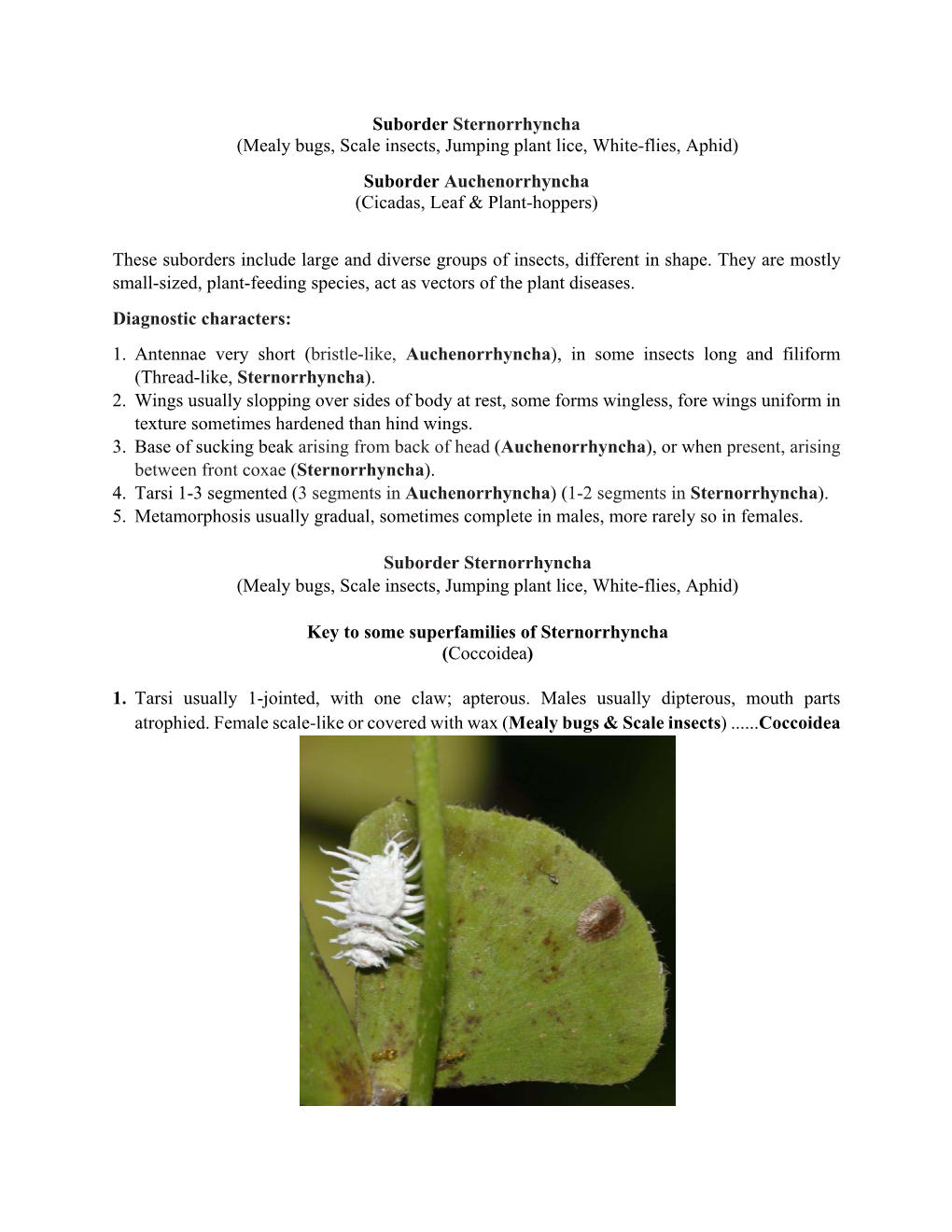 Suborder Sternorrhyncha (Mealy Bugs, Scale Insects, Jumping Plant Lice, White-Flies, Aphid) Suborder Auchenorrhyncha (Cicadas, Leaf & Plant-Hoppers)