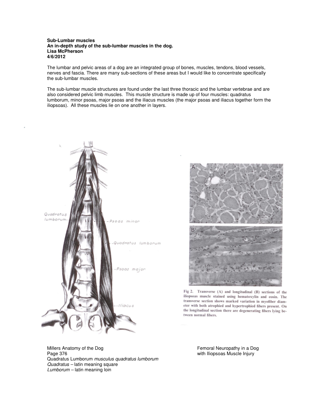 Sub-Lumbar Muscles an In-Depth Study of the Sub-Lumbar Muscles in the Dog