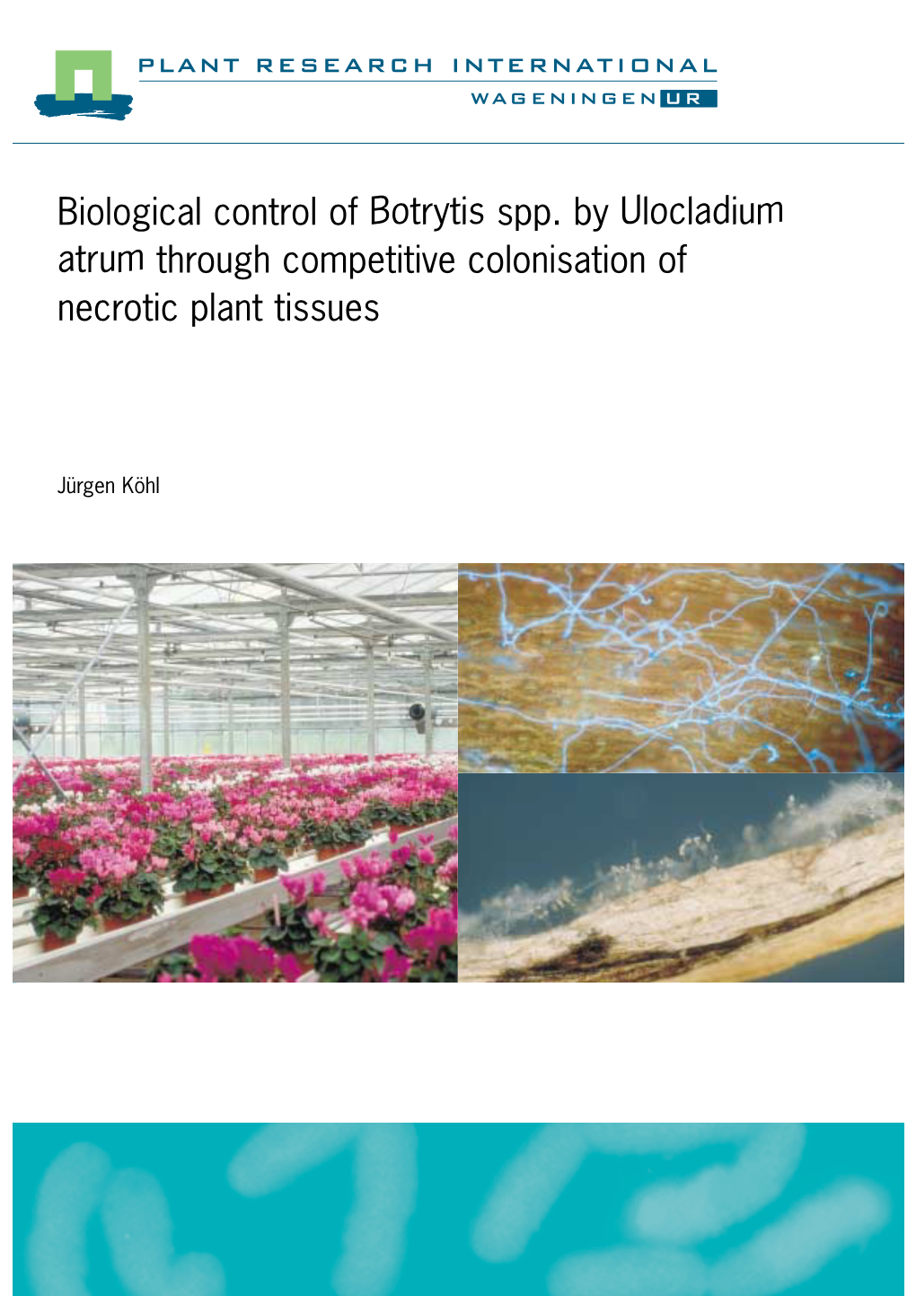 Biological Control of Botrytis Spp. by Ulocladium Atrum Through Competitive Colonisation of Necrotic Plant Tissues