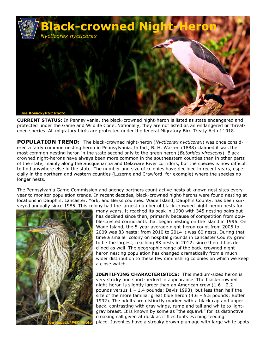 Black-Crowned Night-Heron Nycticorax Nycticorax