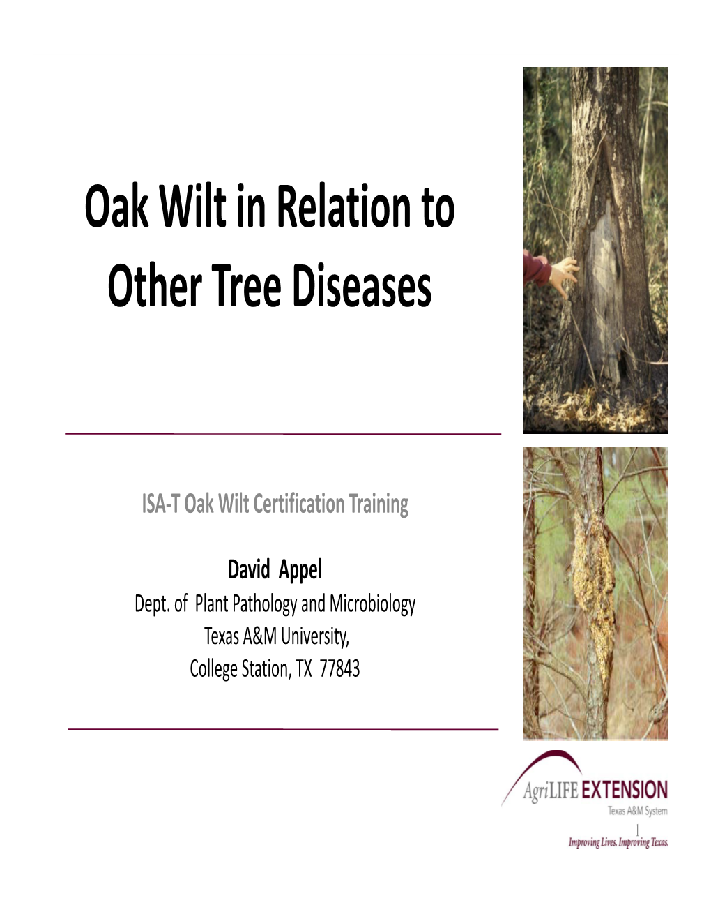 Oak Wilt in Relation to Other Tree Diseases