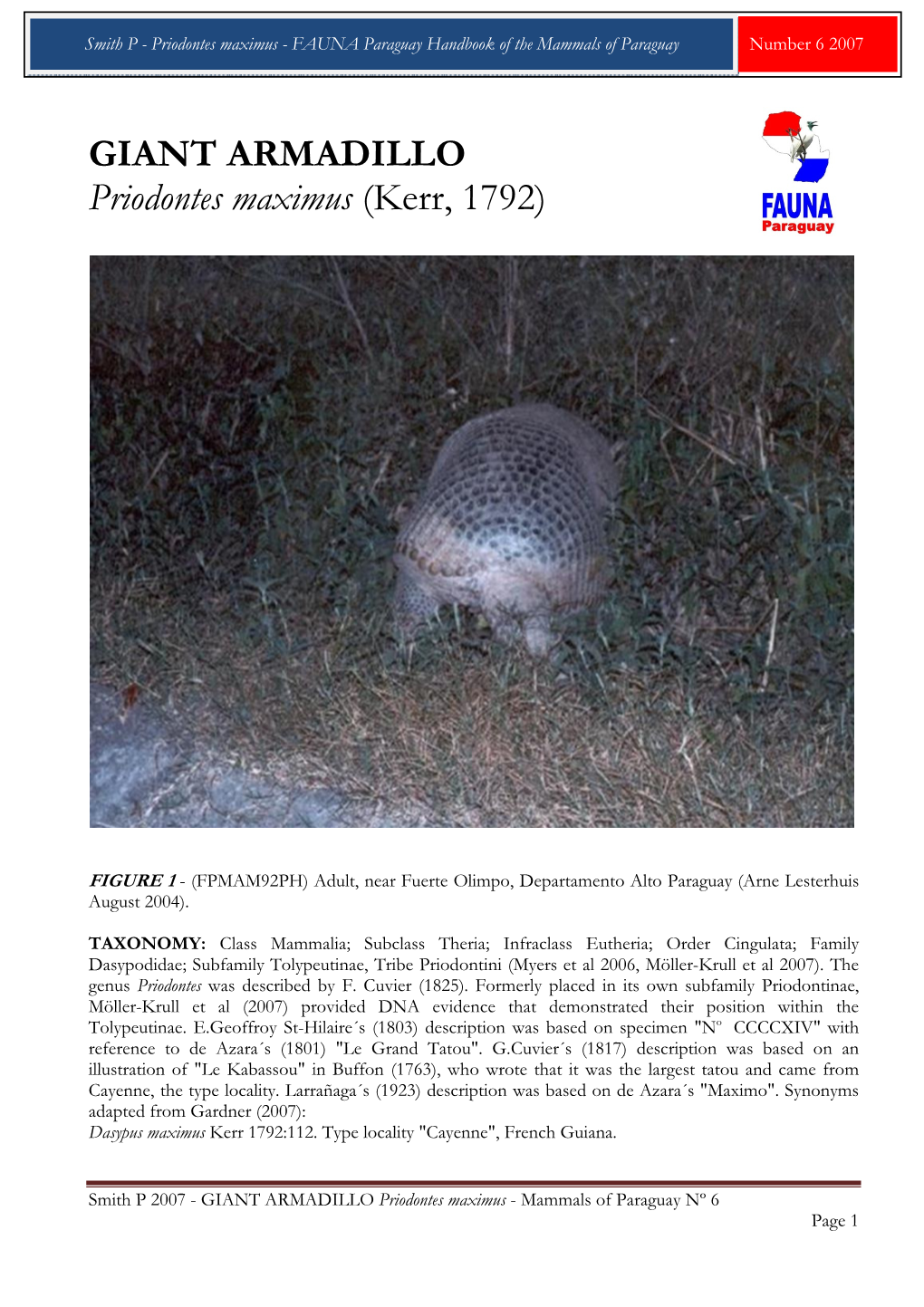 GIANT ARMADILLO Priodontes Maximus (Kerr, 1792)