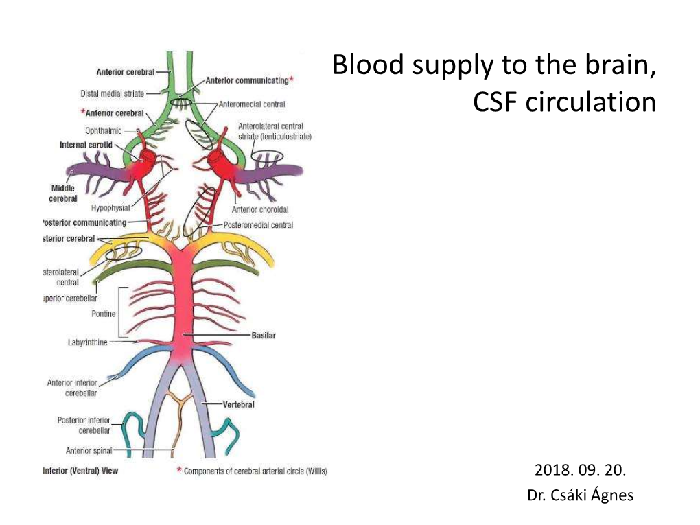 Blood Supply to the Brain, CSF Circulation