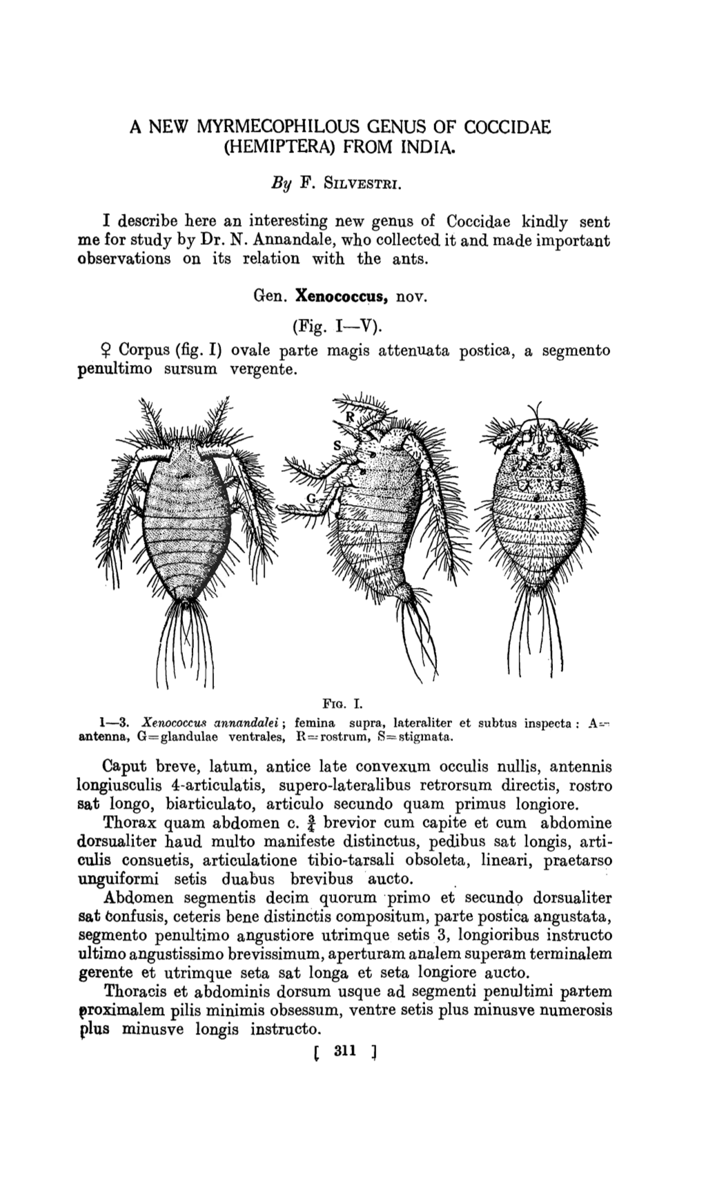 Hemiptera) from India