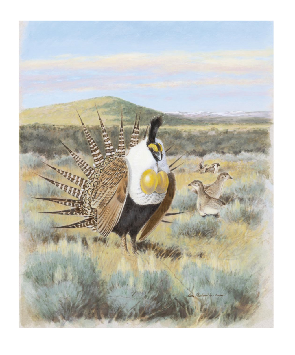 A New Species of Sage-Grouse (Phasianidae: Centrocercus) from Southwestern Colorado