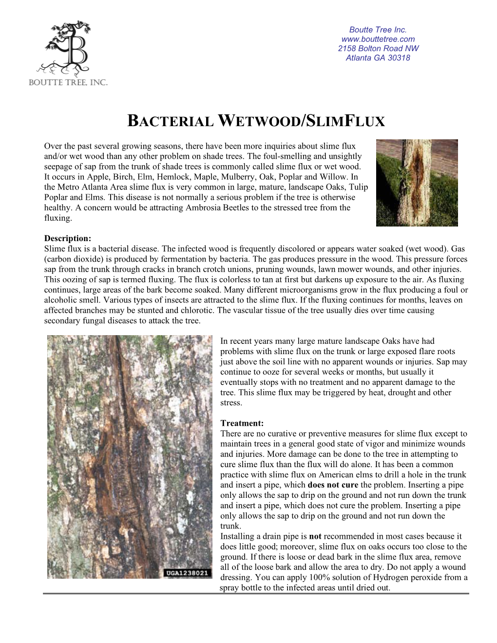 Bacterial Wetwood/Slimflux