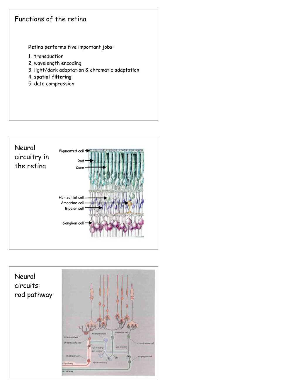 7 Retinal-Ganglion-Cells