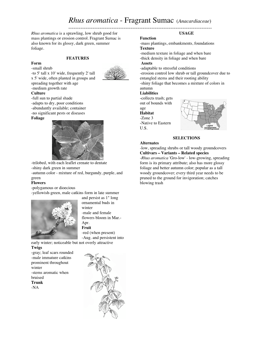 Rhus Aromatica - Fragrant Sumac (Anacardiaceae) ------Rhus Aromatica Is a Sprawling, Low Shrub Good for USAGE Mass Plantings Or Erosion Control