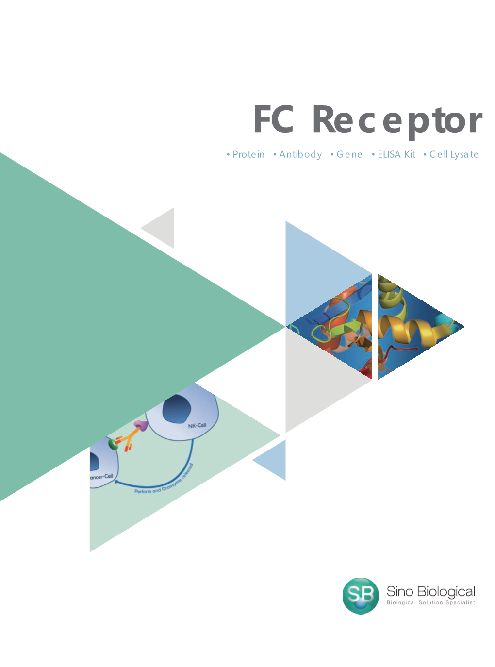 FC Receptor ● Protein ● Antibody ● Gene ● ELISA Kit ● Cell Lysate Fc Receptor Function and Molecules
