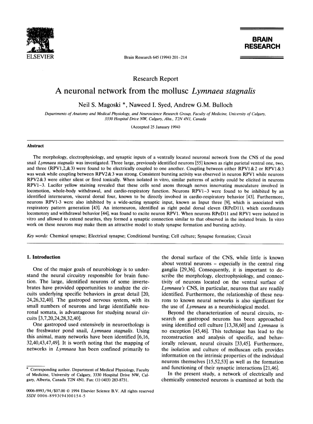 A Neuronal Network from the Mollusc Lymnaea Stagnalis