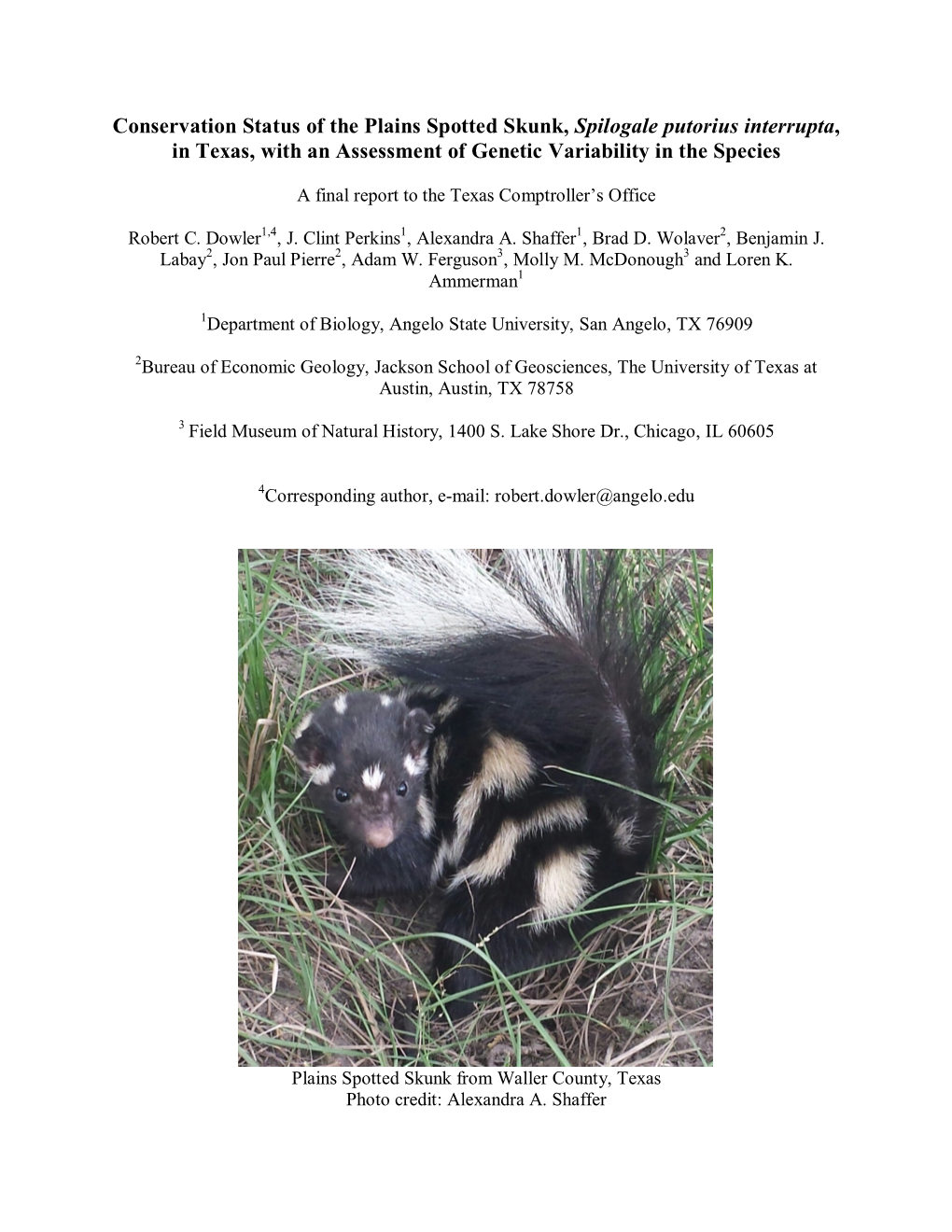 Conservation Status of the Plains Spotted Skunk, Spilogale Putorius Interrupta, in Texas, with an Assessment of Genetic Variability in the Species