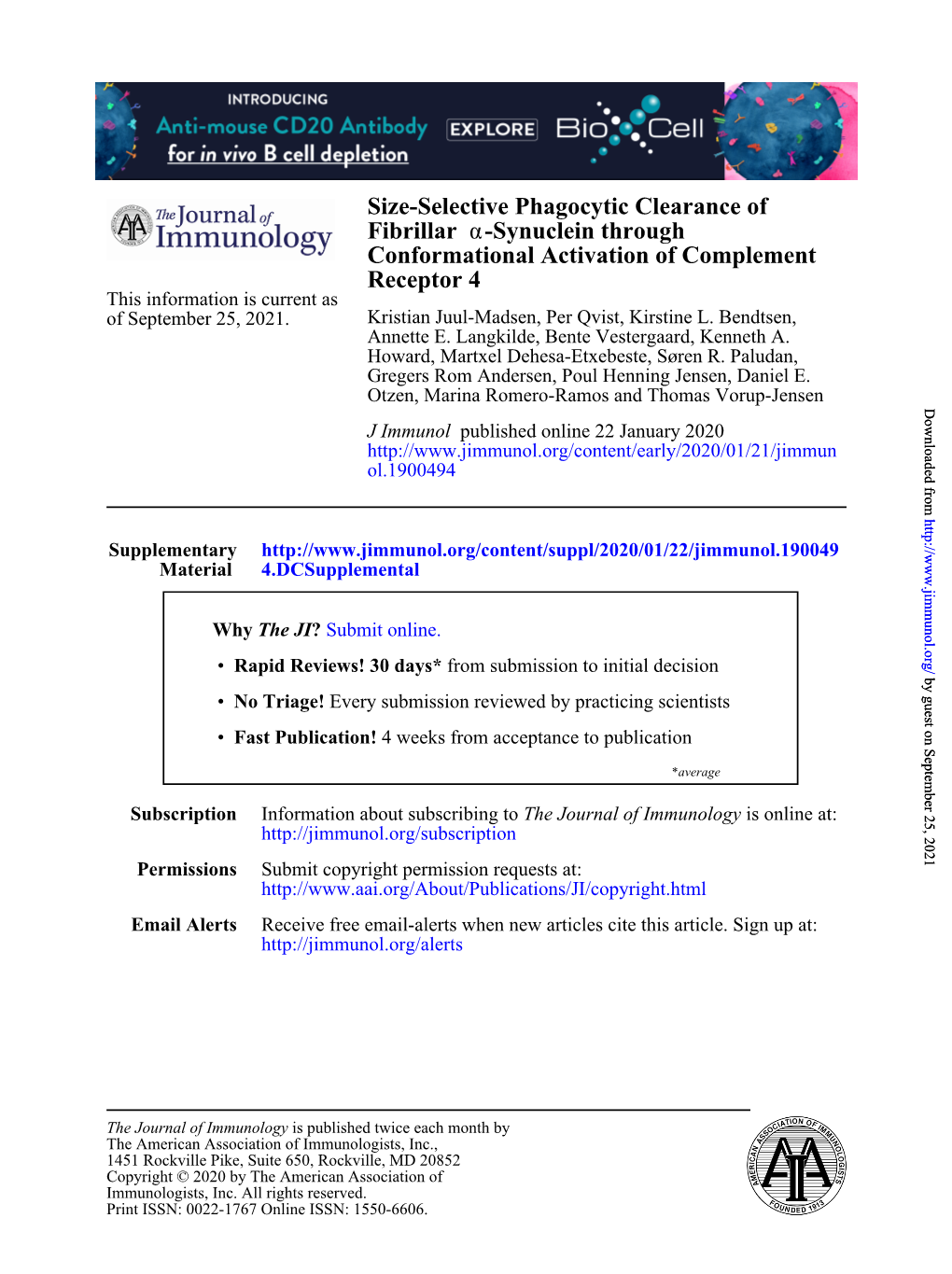 Size-Selective Phagocytic Clearance of Fibrillar Α-Synuclein Through