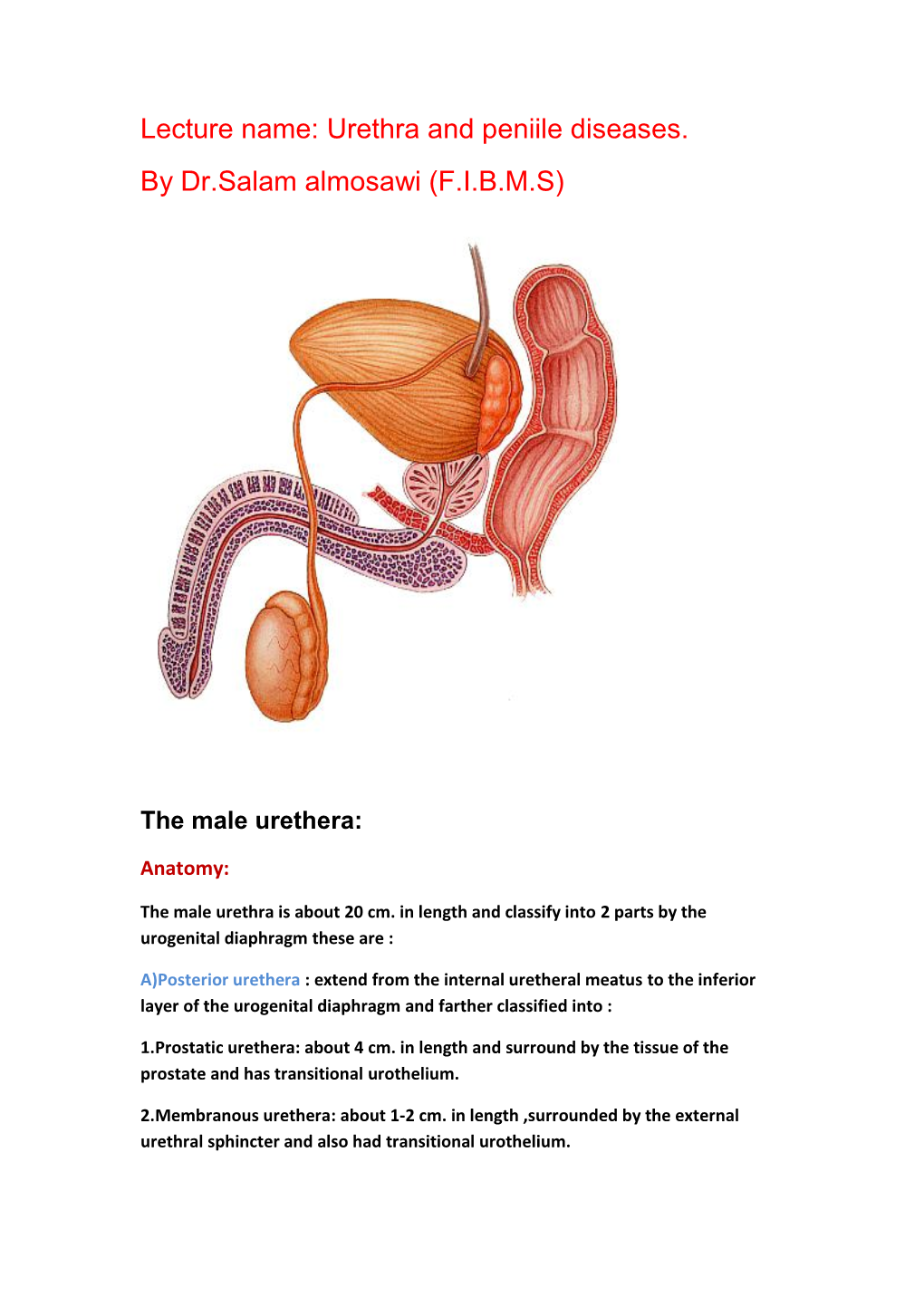 Lecture Name: Urethra and Peniile Diseases. by Dr.Salam Almosawi (F.I.B.M.S)