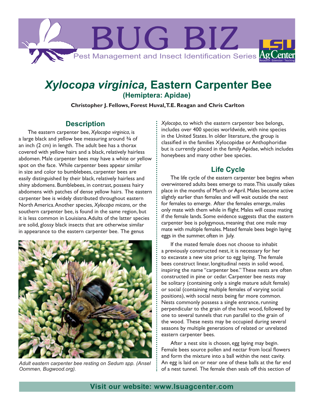 Xylocopa Virginica, Eastern Carpenter Bee (Hemiptera: Apidae) Christopher J