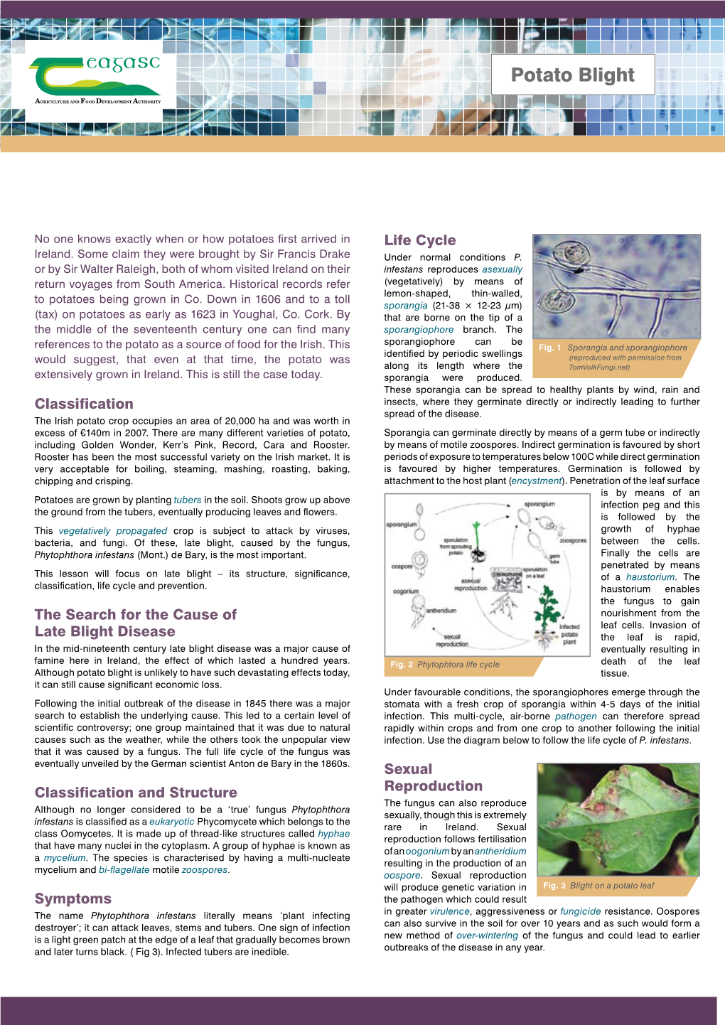 Potato Blight Potato Encystment of the Fungus and Could Lead to Earlier Earlier to Lead Could and Fungus the Of