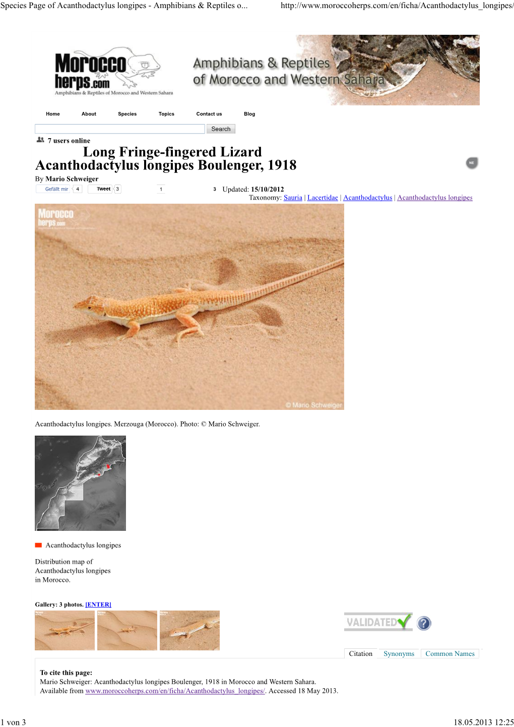 Long Fringe-Fingered Lizard Acanthodactylus Longipes Boulenger, 1918