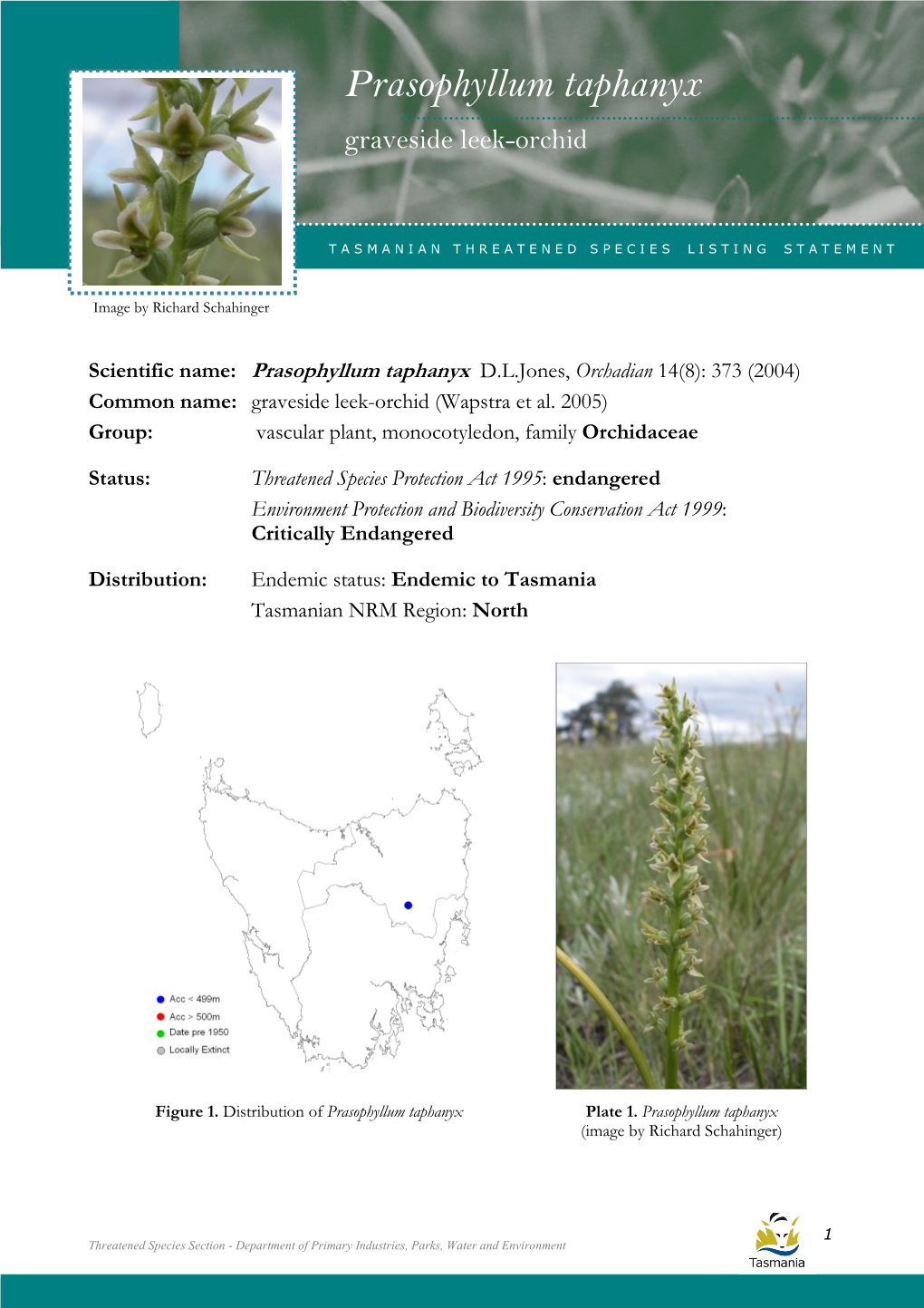 Prasophyllum Taphanyx Taphanyx (Graveside Leek-Orchid)